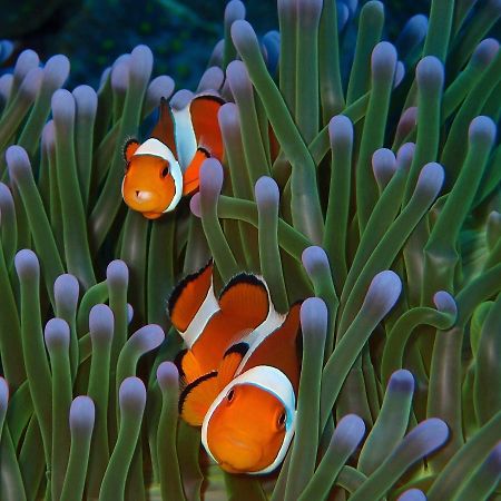Alami Resort, Restaurant And Dive Center Amed  Ngoại thất bức ảnh