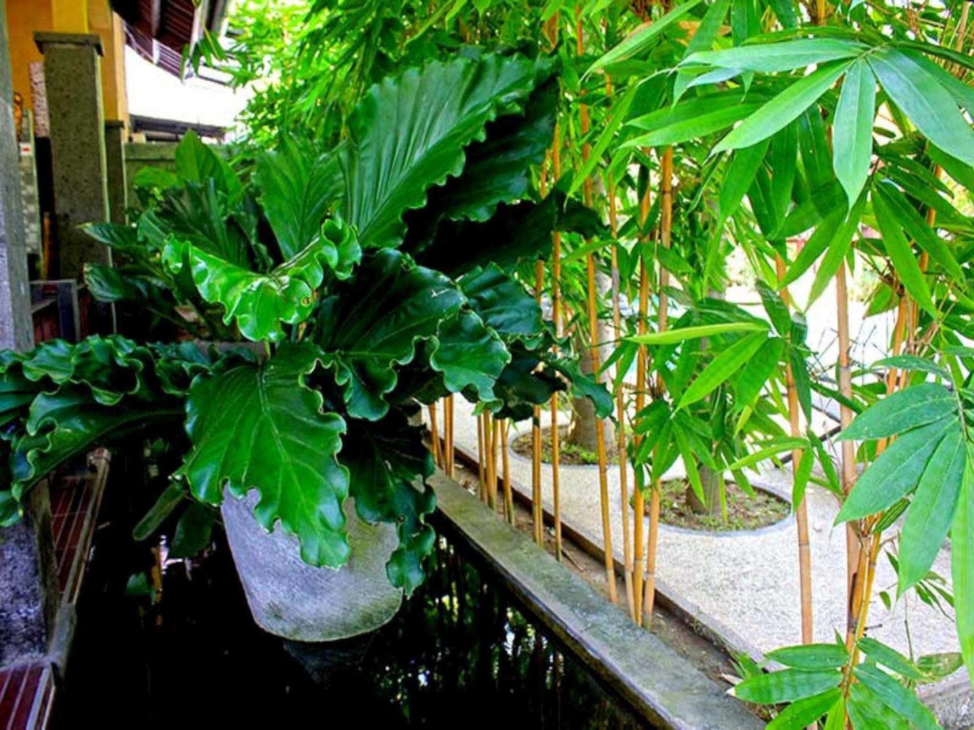 Alami Resort, Restaurant And Dive Center Amed  Ngoại thất bức ảnh